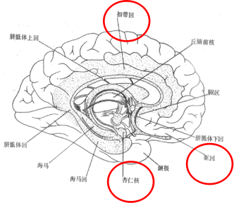行动学习中脑科学原理.png